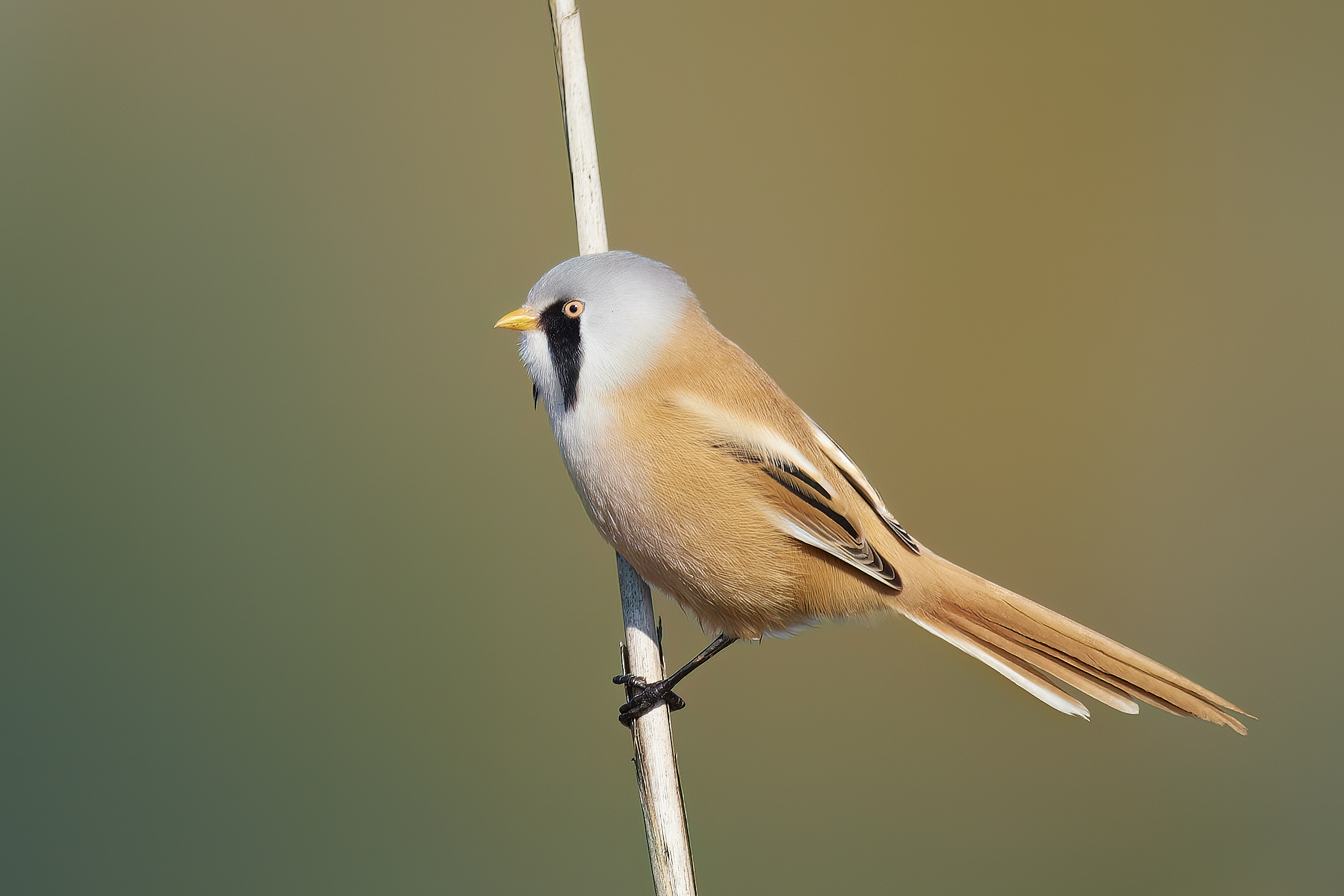 Bartmeise-Männchen Foto und Copyright W. van de Sand